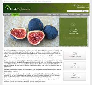 The Fig NUrsery