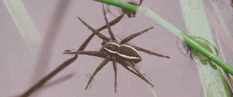 Raft spider - Redgrave and Lopham Fen